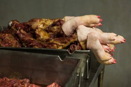 butchered raw pig foot in stainless trayの写真素材