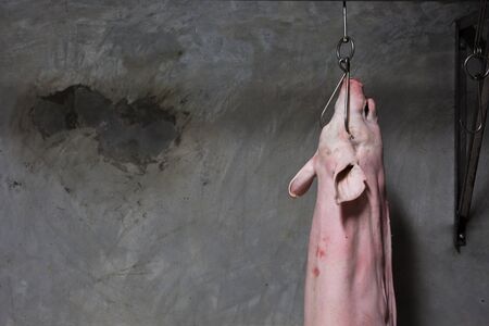 pink dead pig whole body hang with hookの写真素材