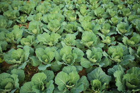 cabbage lettuce plantation farm agricultureの写真素材