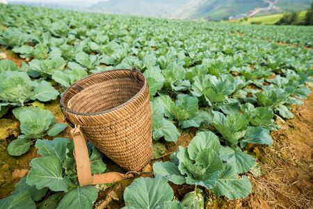 wooden basket using for collect cabbage lettuceの写真素材