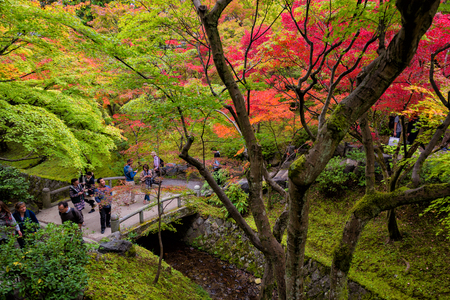 KYOTO - JAPAN, November 7 : Tourists walking in Tofukuji temple in autumn season for looking red momiji maple leaves in Kyoto, Japan on November 7, 2015のeditorial素材