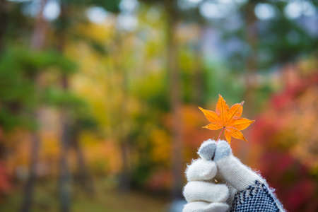 glove hand holding orange maple leaf colorful forest blurred background, selective focus