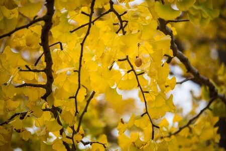 ginkgo fruit seed herb on yellow leaves tree in autumnの写真素材