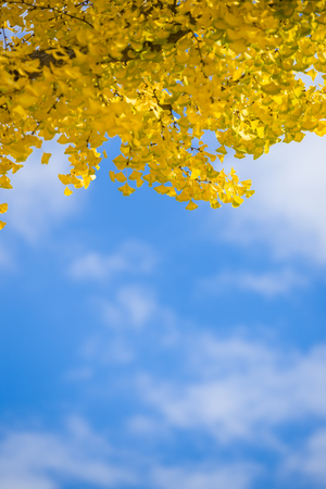 yellow ginkgo autumn leaves with blur blue sky in backgroundの写真素材