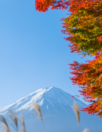 autumn red maple leaves mount Fujiの写真素材