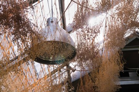 dry flower decoration hanging on glass roof with sun flareの写真素材
