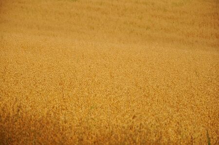 golden rice during autumn seasonの写真素材