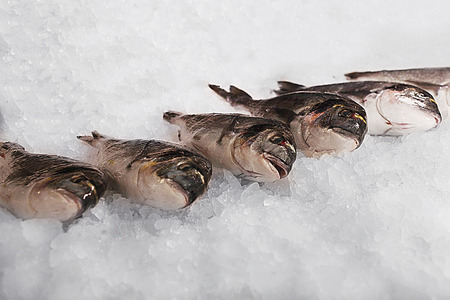Heads of fish stick out of the ice on the counter