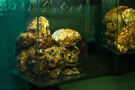 Oysters in the pits in the aquarium