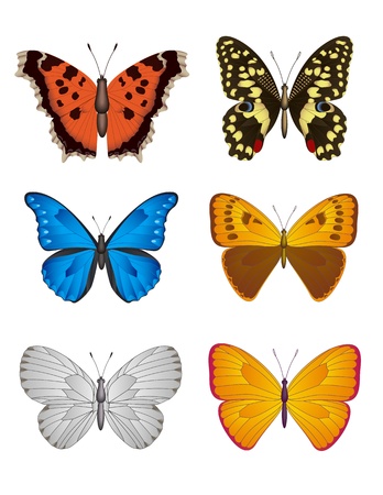 Set of colorful Butterfly on white, Vector Illustrationのイラスト素材