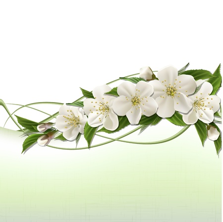 Spring header with white cherry flowers, buds and copy space  のイラスト素材