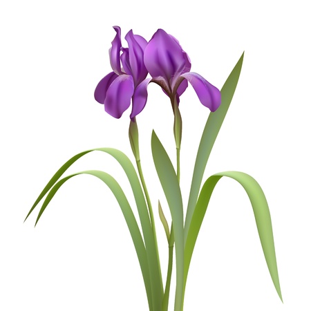 Purple Iris Flowers Isolated on White Background  Vector illustrationのイラスト素材
