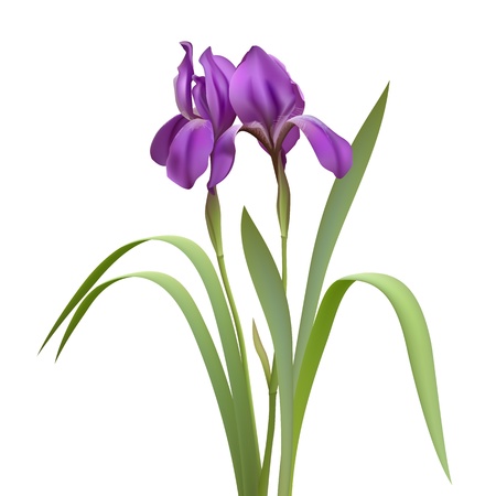 Purple Iris Flowers Isolated on White Background  Vector illustration