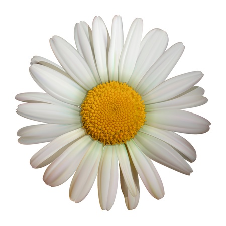 vector camomile flower isolated on white backgroundのイラスト素材