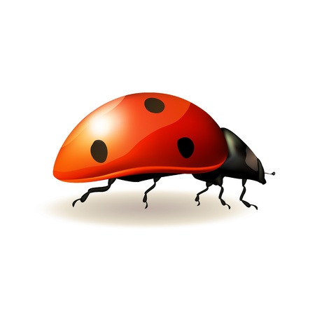 Ladybird on white background   Vector illustration のイラスト素材