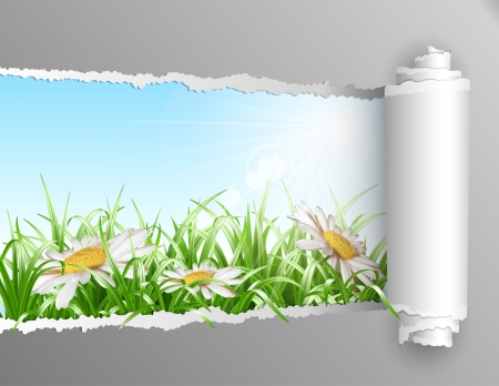 The window in the summer. Torn paper with opening showing summer background with grass and daisy flowers. Vector illustration The window in the summer. Torn paper with opening showing summer background with grass and daisy flowers. Vector illustration