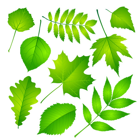 Collection of green leaves. Vector illustration のイラスト素材