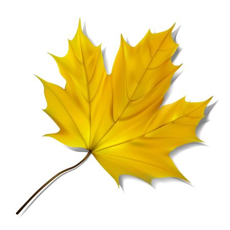 Yellow maple leaf on white background.のイラスト素材