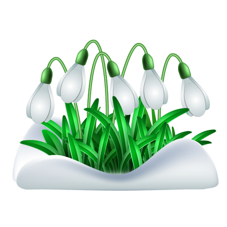 Spring white flowers vector illustrationのイラスト素材