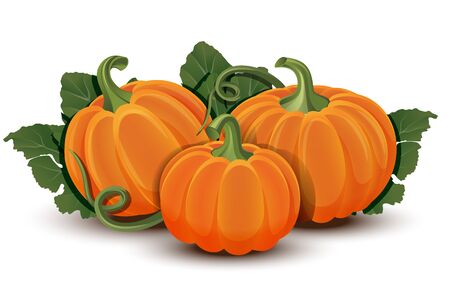 Pumpkins with leaves isolated on white backgroundのイラスト素材