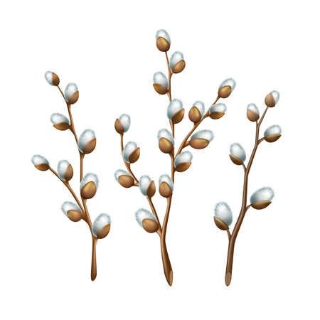 Spring twigs easter blossom pussy willow treeのイラスト素材