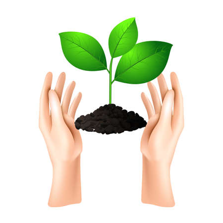 Hand open palm holds the sprout. The concept of ecology of conservation and growth.のイラスト素材