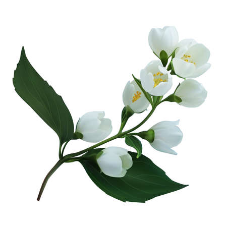 Blooming branch jasmine flowers. Vector illustration isolated on whiteのイラスト素材