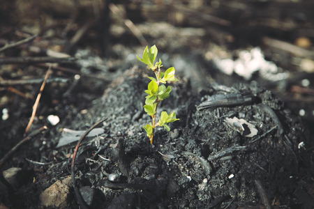 plant grows in burned ash fromの写真素材