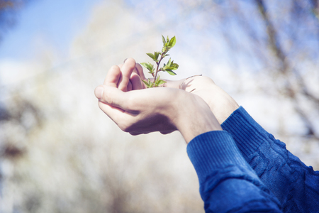man holding young plant in handsの写真素材