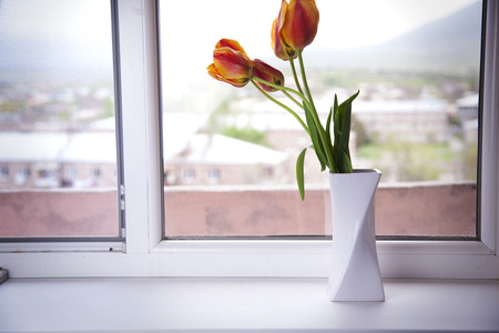 red tulips on window  in white vase
