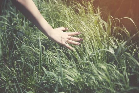 young woman's hand holding green  grassの写真素材
