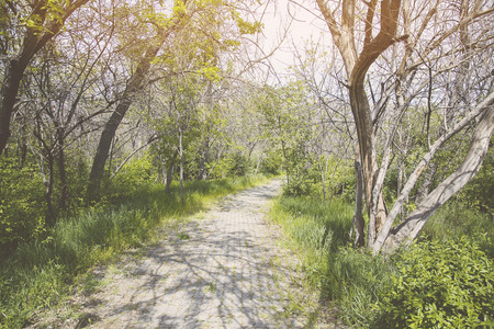 road with trees along-trail in park