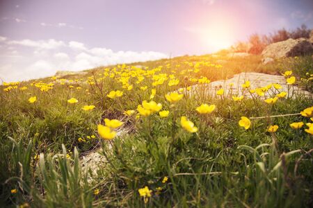 Spring flower field and blue skyの写真素材