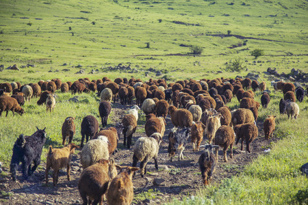 flock of sheep on green grassの写真素材
