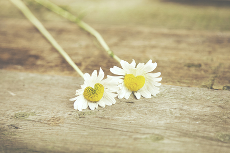 Fresh Chamomile like heart on the wooden tableの写真素材
