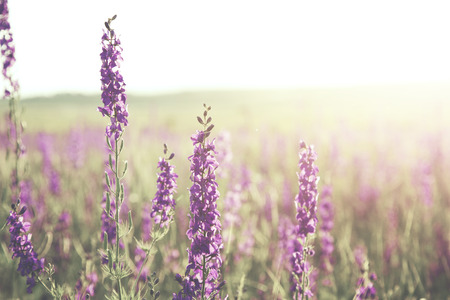 beautiful lavender purple flowers in fieldの写真素材