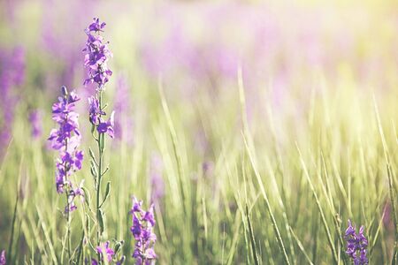 beautiful lavender purple flowers in fieldの写真素材