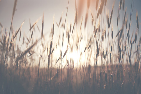 wheat field on the sunset backgroundの写真素材