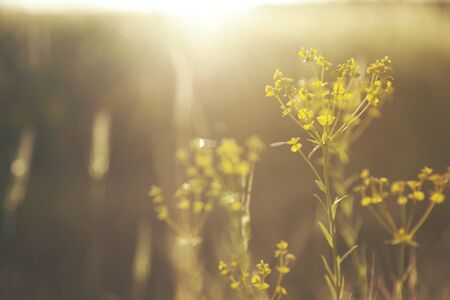 Flowers grass on the field and sunset backgroundの写真素材
