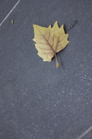 leaf lying on the stone ground of the street
