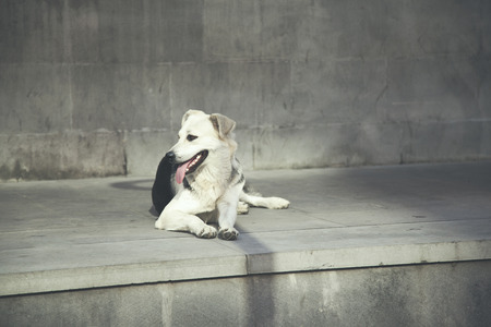 dog sitting in  the buildingの写真素材