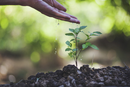 Farmer's hand watering a young plantの写真素材