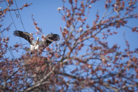 White beautiful  stork pair building their nest