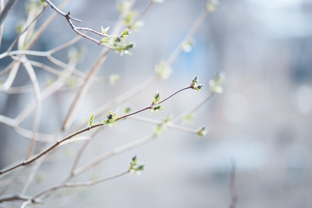blossomed tree on blue sky background  in springの写真素材