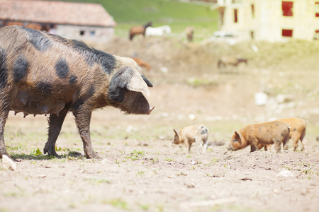 pig with piglets animals on the farm at sunny dayの写真素材