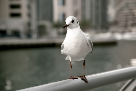 Coquettish little gull on a sea backgroundの写真素材