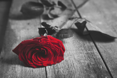 Red rose on  the wooden table backgroundの写真素材