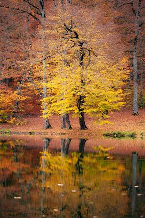 autumn forest with lake in the armeniaの写真素材