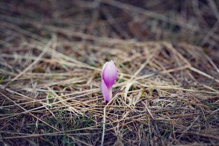 a group of color crocuses in mountain