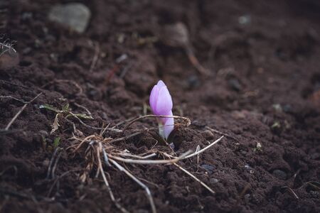 a group of color crocuses in mountainの写真素材